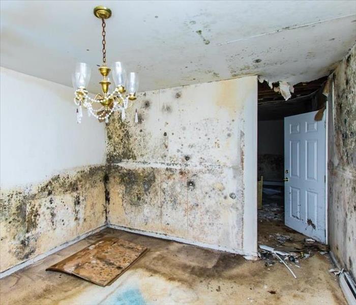 house with mold spores on wall 